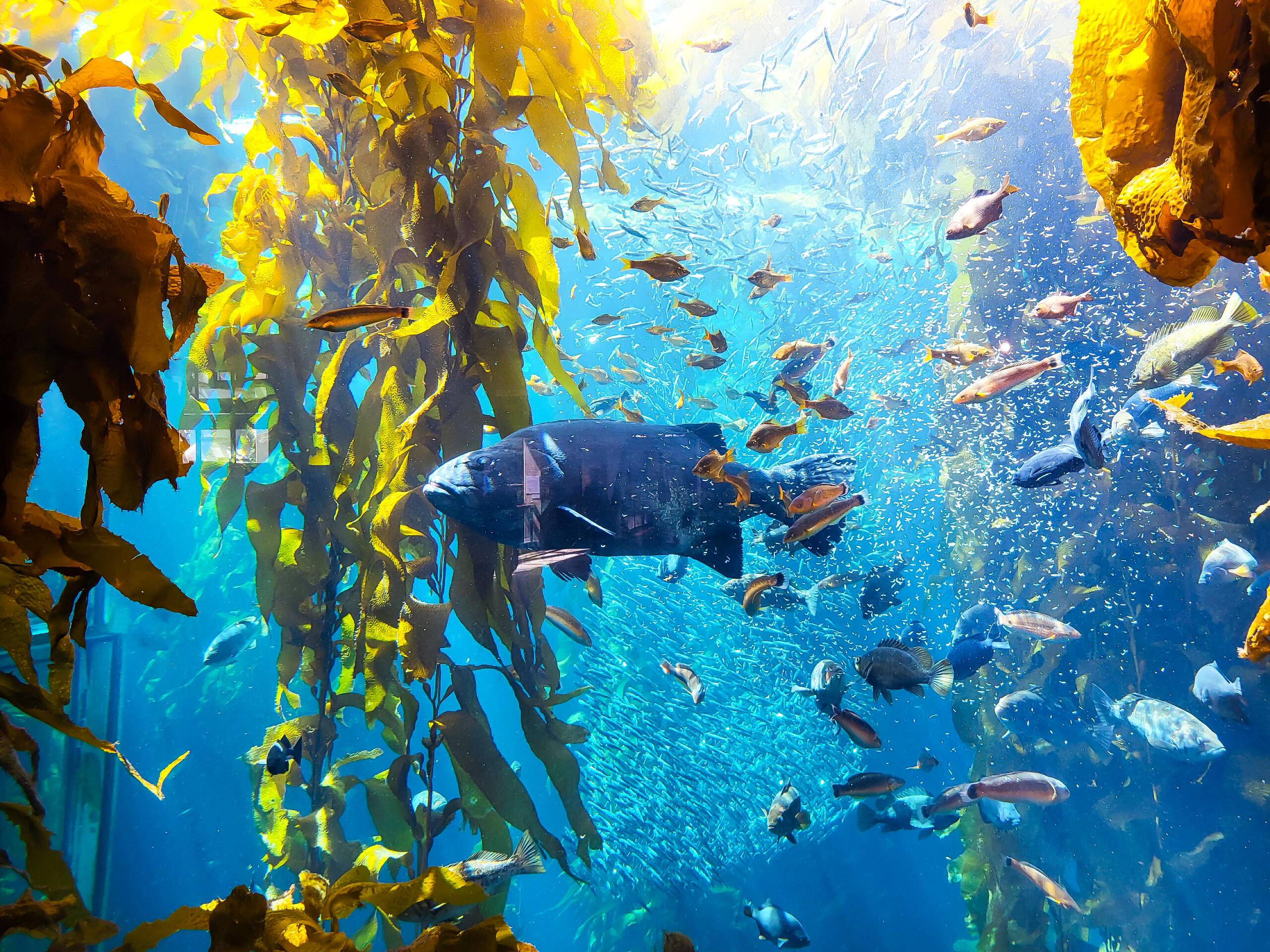 Monterey Bay Aquarium