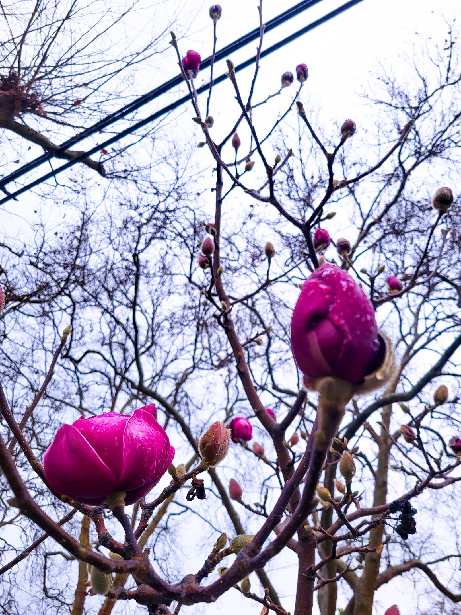 After Winter Rain